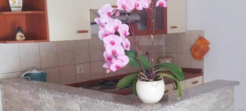 哆民革招待所(Guest House Domig)图片