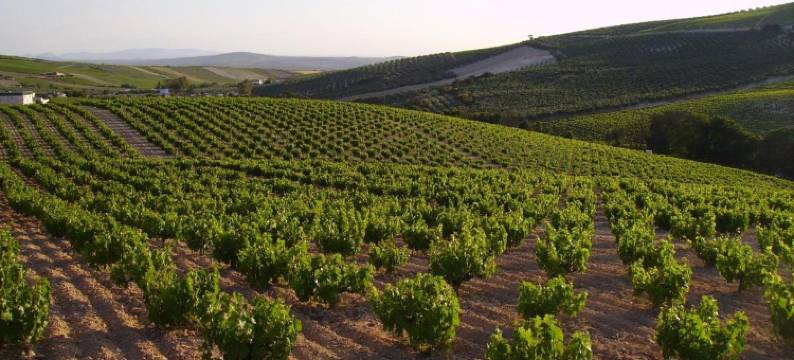 贝利多旅馆(Hostal Bellido)图片