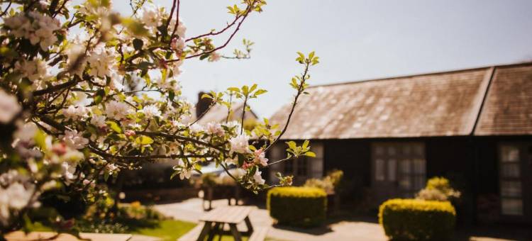 威廉的狐狸(The Fox at Willian)图片