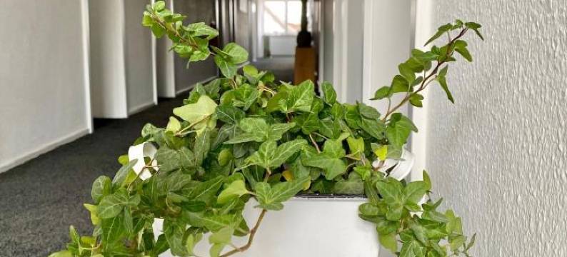 太阳酒店(Hotel Zur Sonne)图片