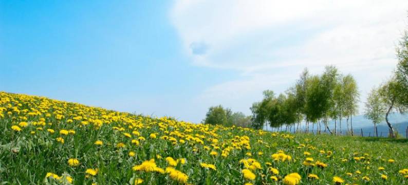 加斯特伍德夏夫特霍尔德酒店(Gastwirtschaft Hold)图片