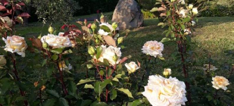 欧尔托波吉欧酒店(L'Orto Sul Poggio)图片