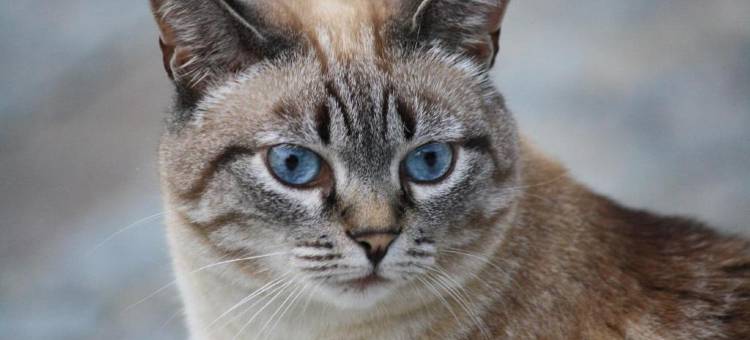 伊尔博勒蒂诺瓦勒纳住宿加早餐旅馆(Bed & Breakfast il Bolentino Varenna)图片