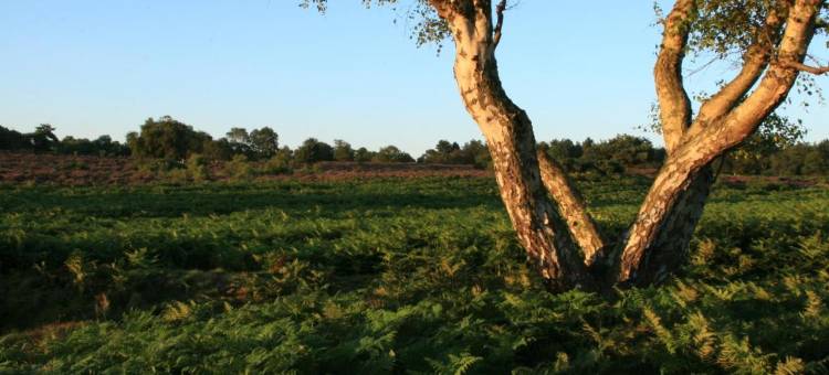 邓尼奇船舶旅馆(The Ship at Dunwich)图片