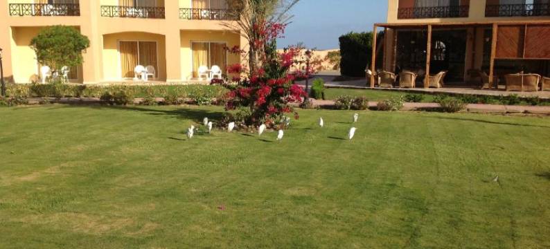 瓦迪拉米海岸度假村(Wadi Lahmy Azur Resort - Soft All-Inclusive)图片