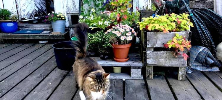 特维德斯特兰德峡湾酒店(Tvedestrand Fjordhotell - Unike Hoteller)图片