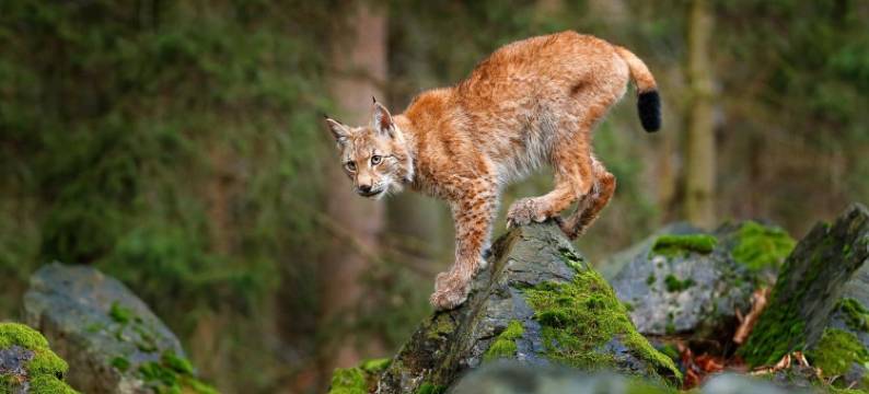 雷吉奥酒店哈茨雷森兹(Regiohotel Harzresidenz Wernigerode)图片