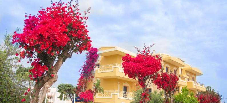 帕西尼斯套房酒店(Parthenis Hotel & Suites)图片