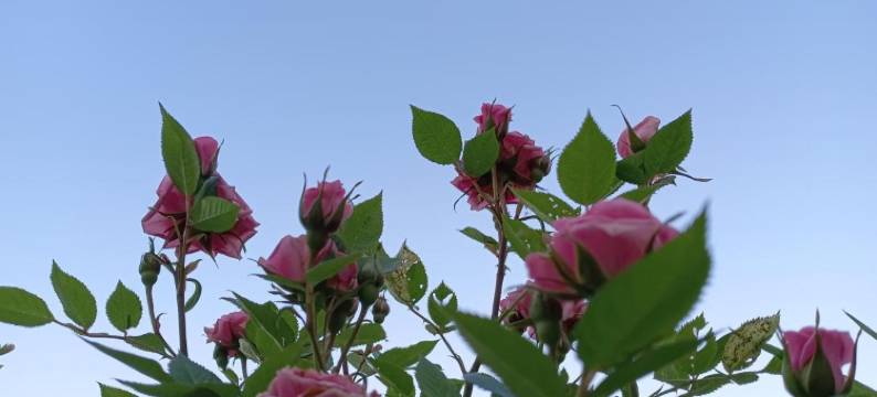 Tokyo downtown　Paeonia sativa图片