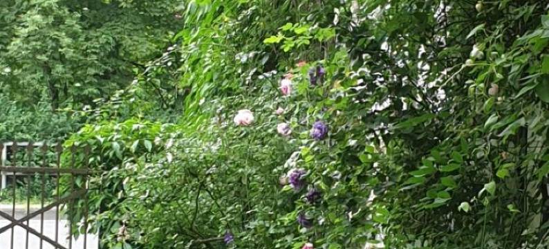 罗辛德尔小屋(Rosindell Cottage)图片