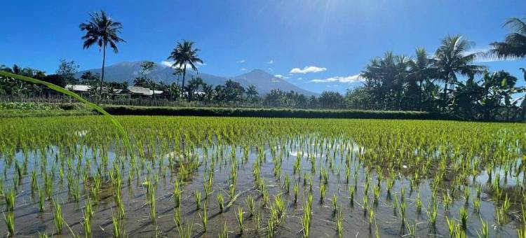 特特巴图山谷简易别墅(Tetebatu Valley Bungalows)图片