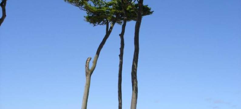 林登之家酒店(Hotel Haus Linden)图片