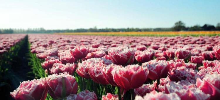 Hotelhuisjes 安代克酒店(Hotelhuisjes Andijk)图片