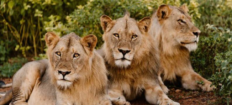 The Last Word Kitara图片