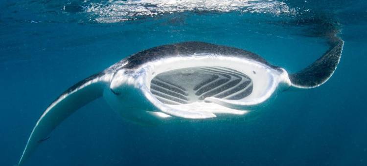 人民公园公寓(Peoples Park)图片