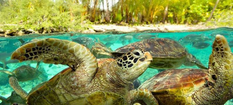 自然歌岛民宿(B & Bee Wild Island - Nature Song)图片