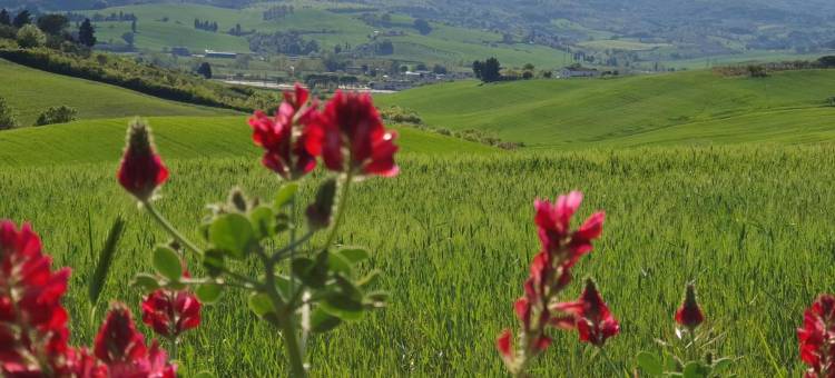 Il基奥格农家乐(Il Giogo Agriturismo)图片