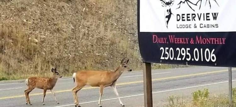 迪尔维尤小屋旅馆(Deerview Lodge & Cabins - Princeton BC)图片