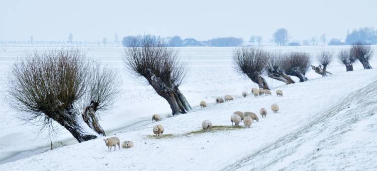 Hotelhuisjes 安代克酒店(Hotelhuisjes Andijk)图片