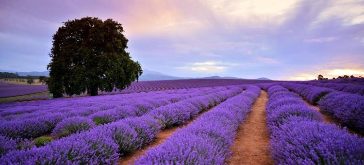 比格 4 凯尔索沙假日公园饭店(BIG4 Kelso Sands Holiday & Native Wildlife Park)图片