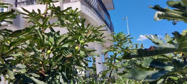 Villa Bratislava图片