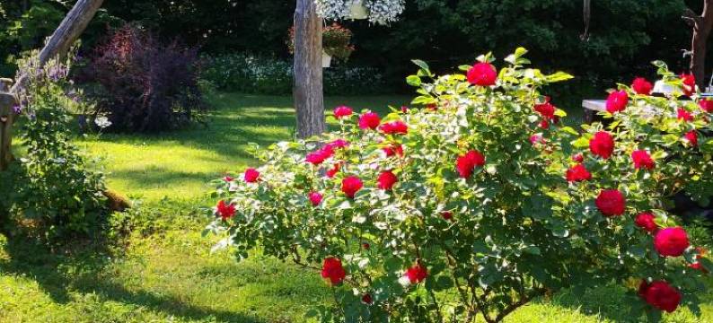 科特卡农场旅馆(Kotka Farm)图片