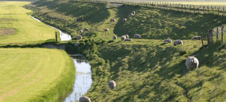 Hotelhuisjes 安代克酒店(Hotelhuisjes Andijk)图片