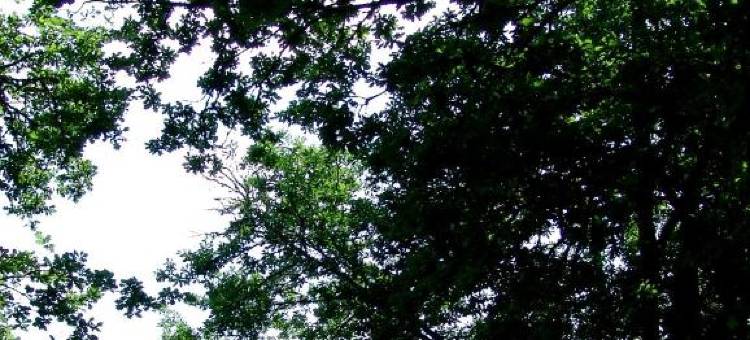 Auberge des Pins - Teritoria图片