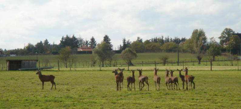 佛姆奥克斯比齐斯酒店(La Ferme Aux Biches)图片