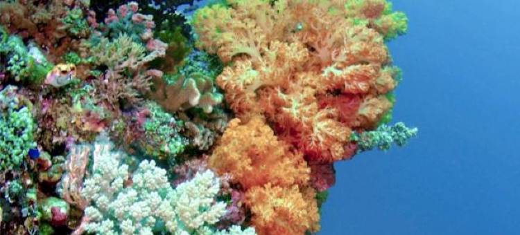 Nomad Divers Bangka图片