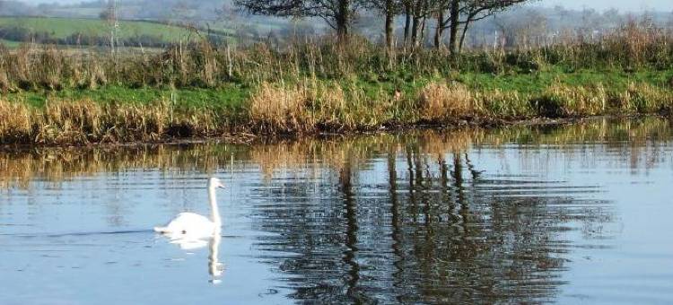 凉亭旅馆(The Bower Inn)图片