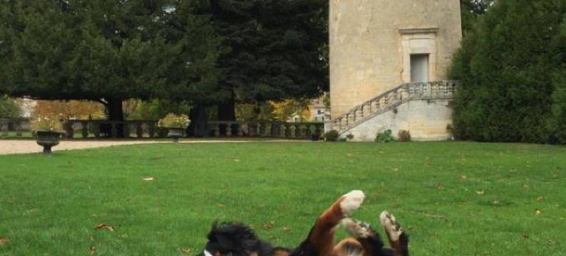 马蒙特城堡(Chateau de Maumont)图片