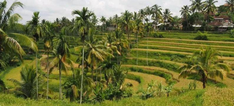 特恩威利斯民宿(Tereng Wilis Bungalows)图片