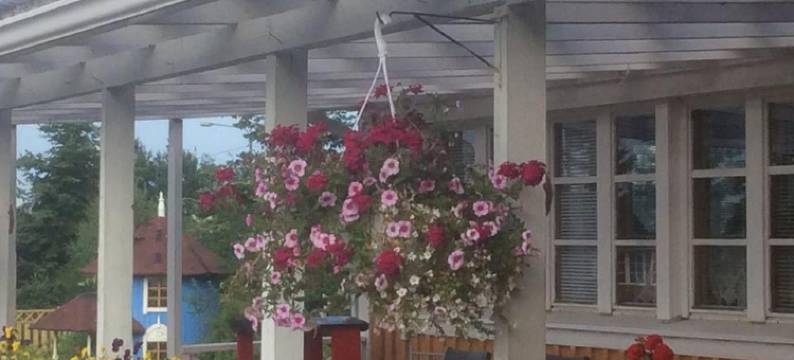 伊奥拉玛提拉玛卡鲁农家乐(Ilola Maatilamatkailu)图片