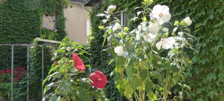 加尔尼古德酒店(Hotel Garni Günther)图片