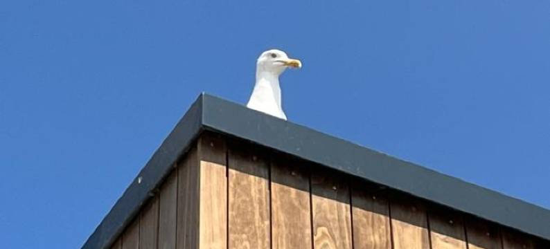 最爱地冲浪救援俱乐部酒店(Lieblingsplatz Hotel Surf Rescue Club)图片