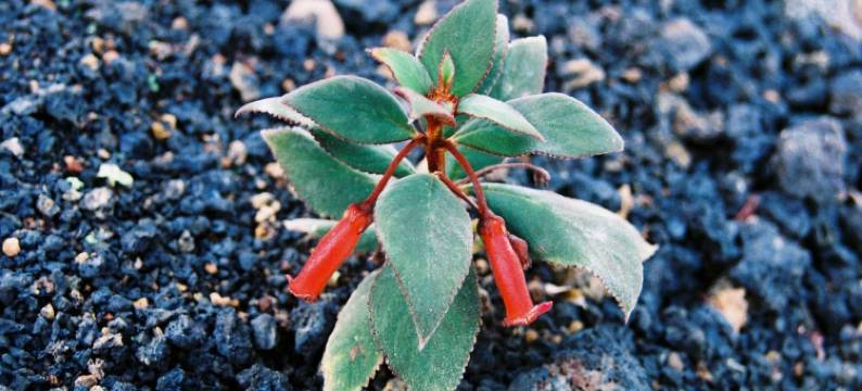 皮库梦想斯波特费许酒店(Pico Dreams)图片