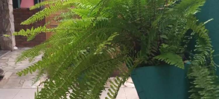 迪塔利亚别墅旅馆(Pousada Vila d' Itália)图片