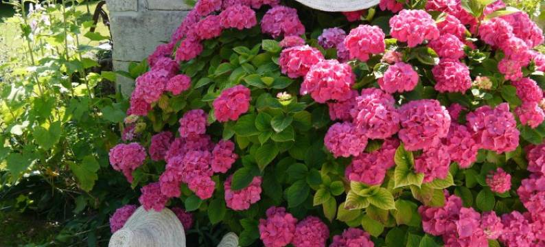 勒布尤斯住宿加早餐旅馆(Chambres d'Hôtes - les Bujours)图片