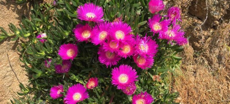 约安娜之家酒店(Ioanna's House)图片