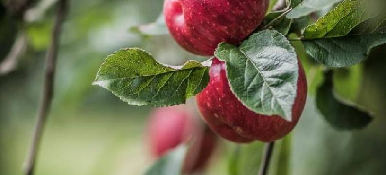 兰特霍特尔雷布斯托克(Landhotel Rebstock)图片