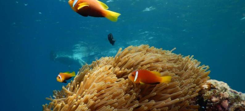 珍珠海景酒店(The Pearl Seaview)图片