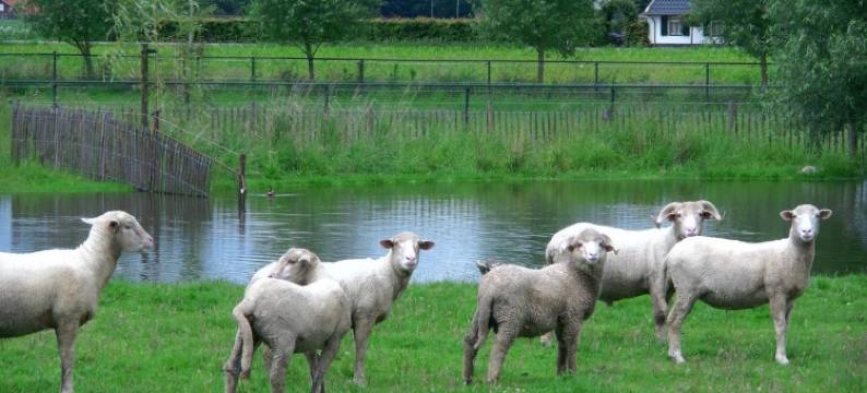 De Turfstaeker图片