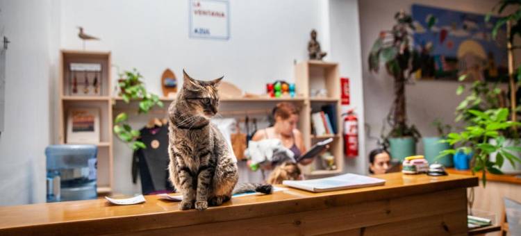 蓝窗青年旅舍(La Ventana Azul Surf Hostel)图片