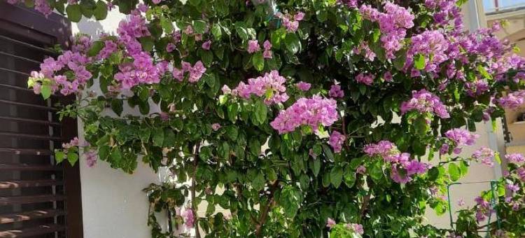 海眼公寓(Apartments Sea Eyes)图片