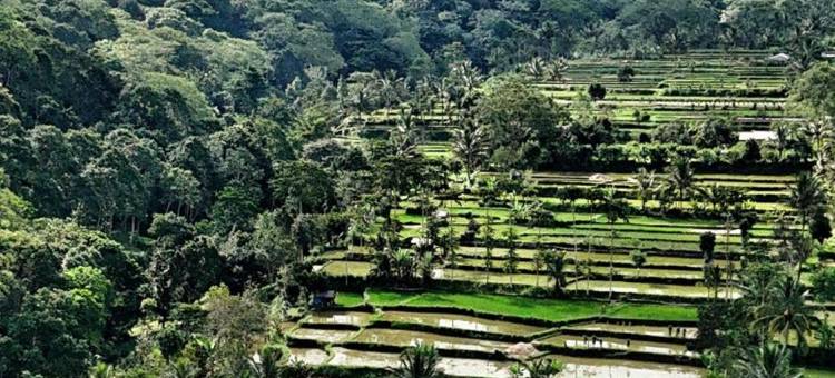 The Alam Tetebatu Bungalow & Restaurant图片