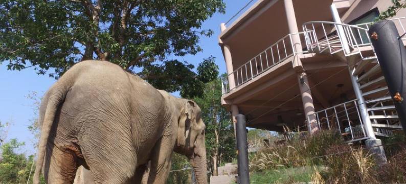 我爱大象度假村(I love phants Lodge)图片