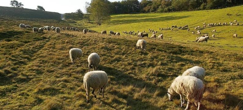 雪世界阿尔卑斯酒店(Alpine Hotel by SnowWorld)图片
