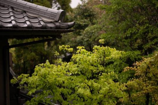 由布院温泉日之春旅館