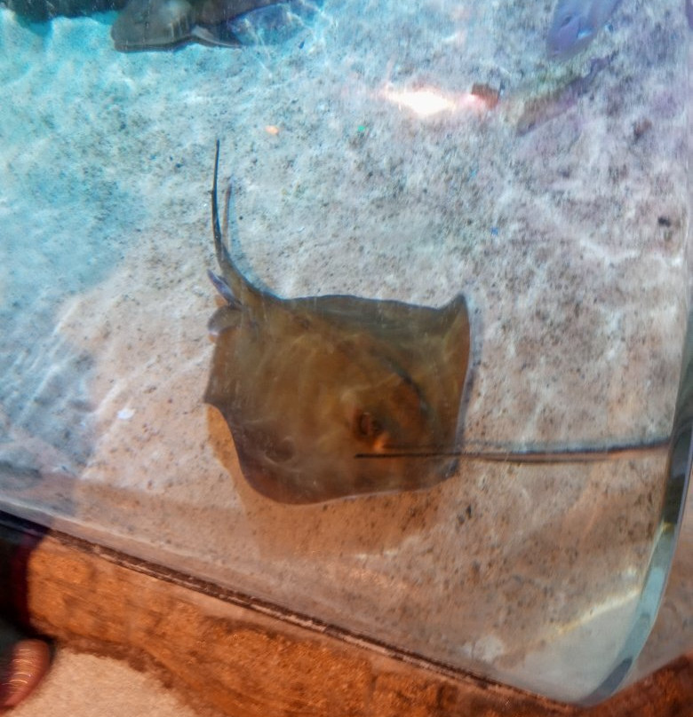 SEA LIFE Michigan Aquarium-奥本山必去景点